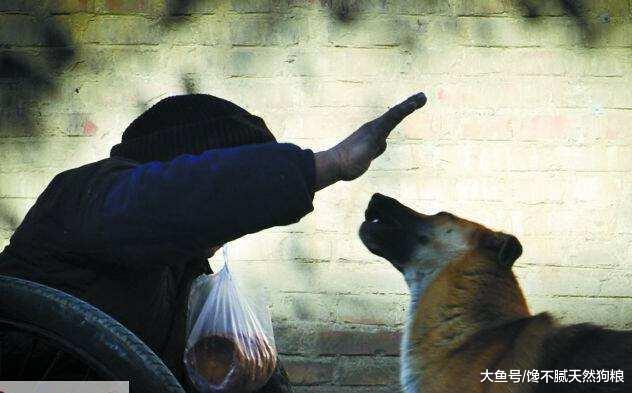 问我为什么不养狗? 这5点, 就是原因!