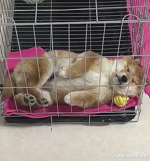 有些狗醒着很可爱，睡着了更可爱，网友：给它毯子铺宽一点嘛！