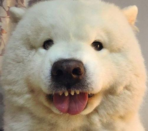 在网上1000元买了只萨摩耶，养了半年后长成了这样，朋友说赚大了