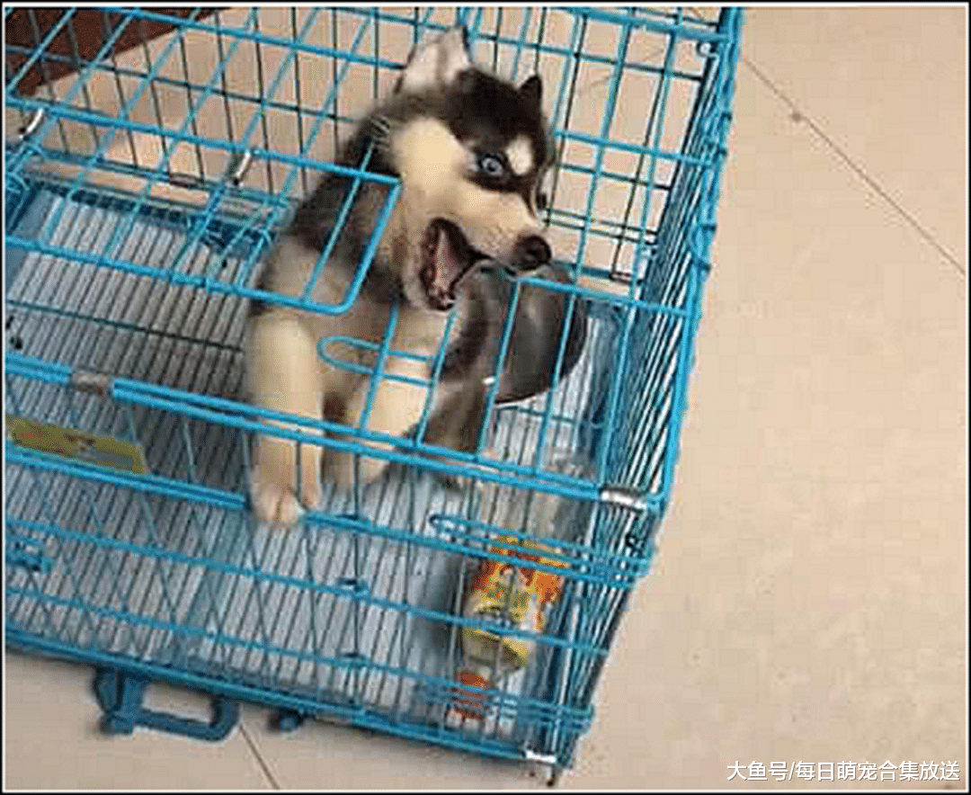 男子200元买回二哈，总担心不是纯种的，隔天看到这画面愣住了