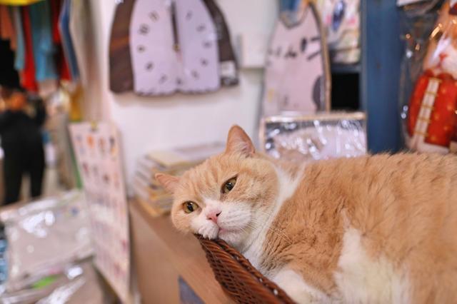 猫界巨星忌廉哥复出, 13岁老猫有个童颜脸, 主人曝出4条养生秘诀