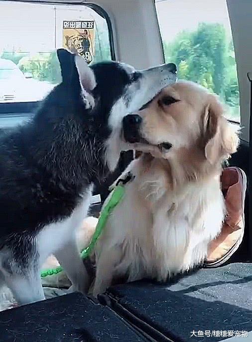 能搞怪就绝不闲着，二哈总变着法子找事，金毛：诶，我都习惯了！