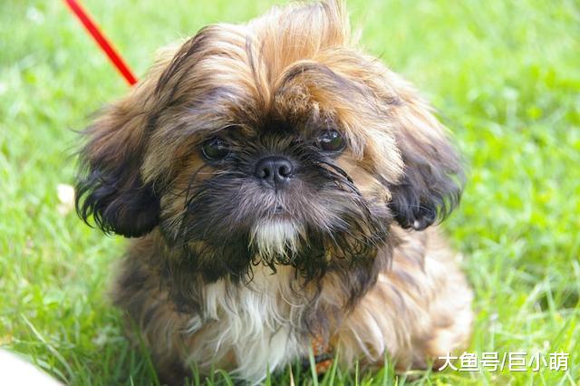 活泼美丽的西施犬，了解这6点，你可能会爱上它