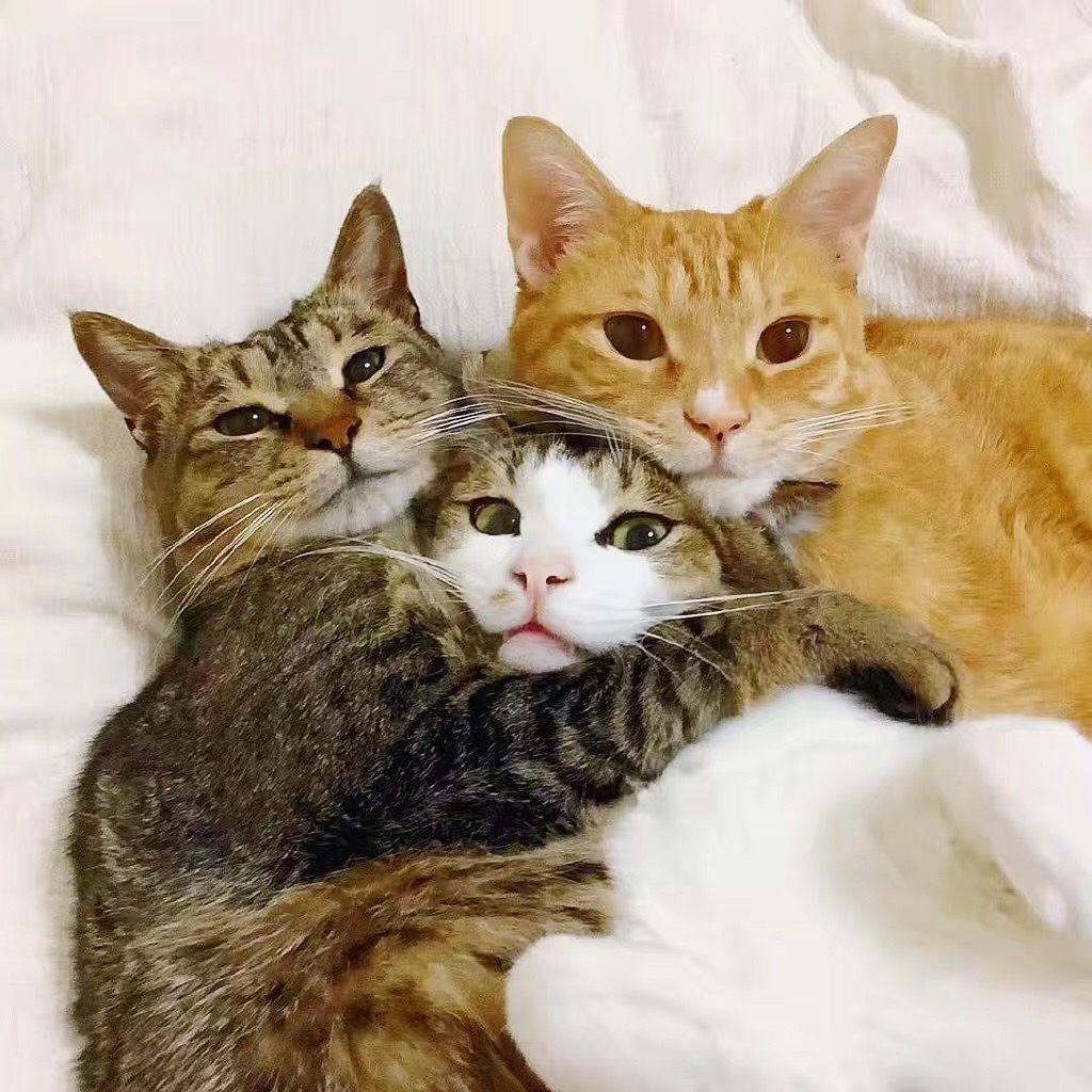 三只猫咪感情太好，连睡觉都要抱在一起！这模样要萌死人啊……