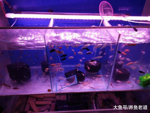 没有任何两个相同的鱼缸，可采取同样的管理模式，一切全在细节