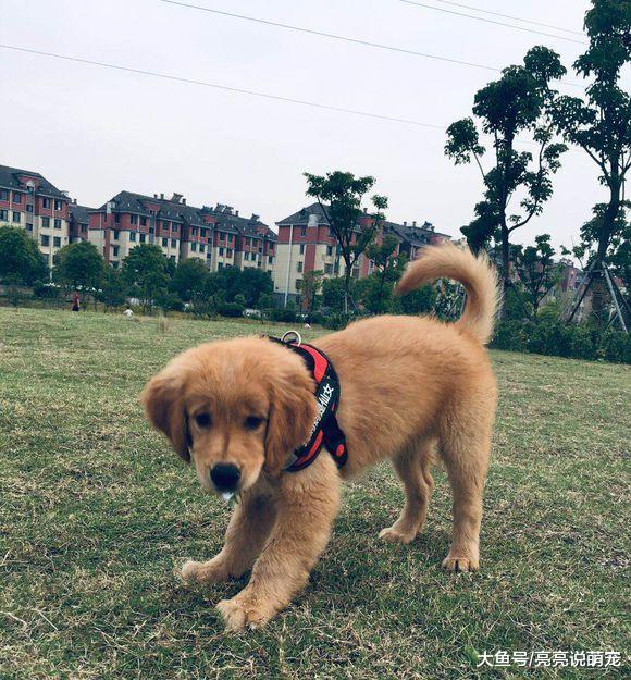 让金毛挑战一下“冰桶浴”，体验完了再也不闹着出门了