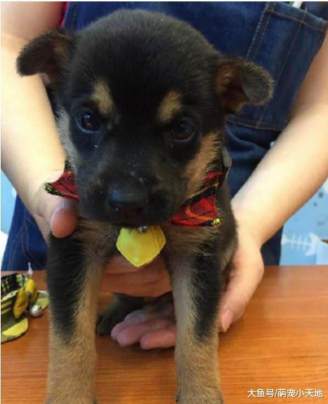 幼犬印堂發黑，長大后滿臉黃配M字黑劉海惹人笑：抱錯狗了吧？