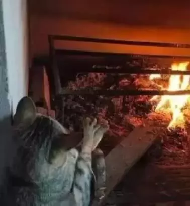 猫咪烤火时默默张开脚掌, 呆萌惹人爱, 猫咪: 这样才能烤的到位!