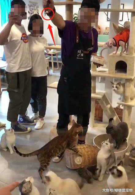 铲屎官正在喂主子们，突然一只轻功喵飞身抢食，网友：是个高手！