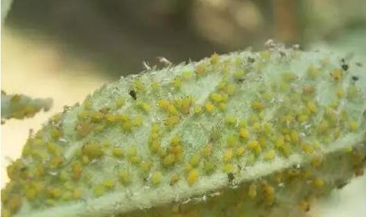 浇花水里加点料，比施肥还灵！叶片绿的滴出油，开花特别猛