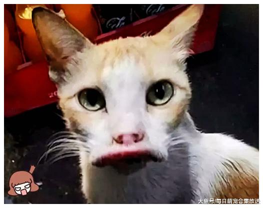 猫咪彻夜未归，第二天出现在隔壁小店，走近一看急忙带去就医