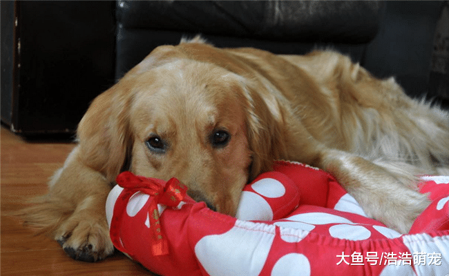 狗狗最害怕的5样东西, 尤其第5种, 会让它们“心死”