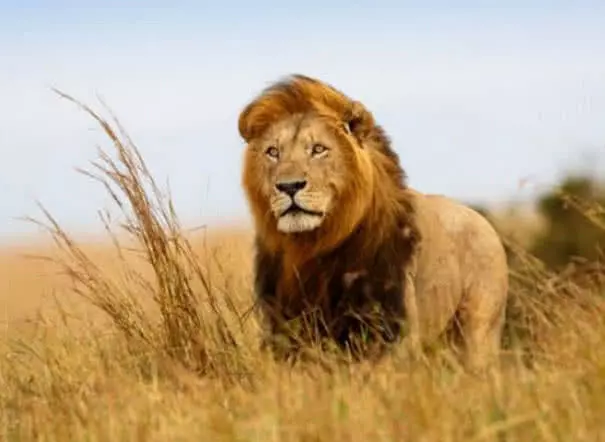 世界上“人为导致”灭绝的七大物种，最后一种原本竟有50亿只