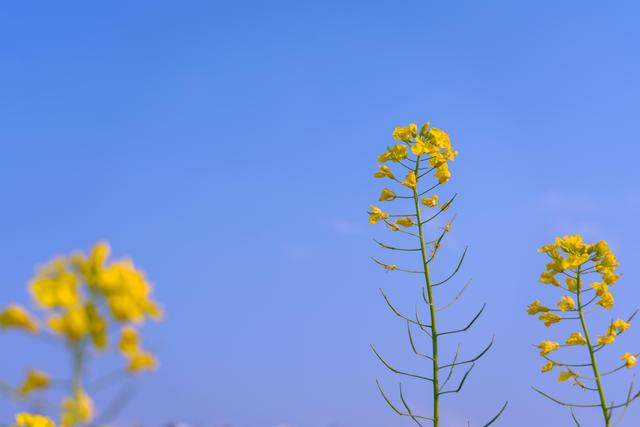 一萱摄影 油菜花海怎样拍才好看 油菜花的拍摄技巧