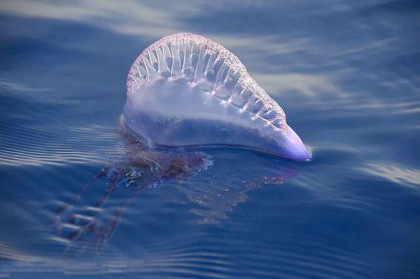 地球上5大最美水母，第一能无性繁殖，第五像一个煎蛋