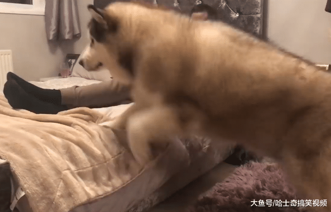 男主人在忙工作，结果“胖儿子”生气了，要我还是要电脑？