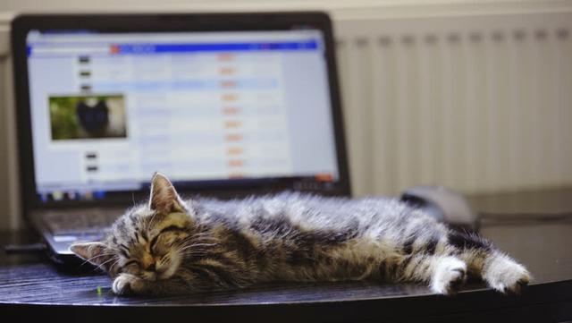 为什么猫咪总在工作的时候来找主人, 其实是因为它觉得你很闲