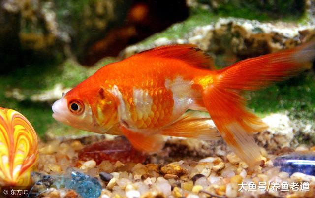 魚友們想要養好觀賞魚，這幾個階段是否都經歷過？
