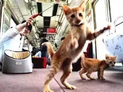 流浪猫为了不再被抛弃，努力表现讨好主人，看完泪目