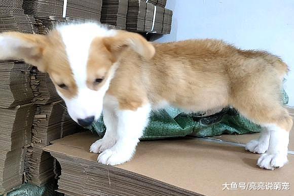 网友给柯基按摩时突然停了，它立刻就站了起来，狗：还要！