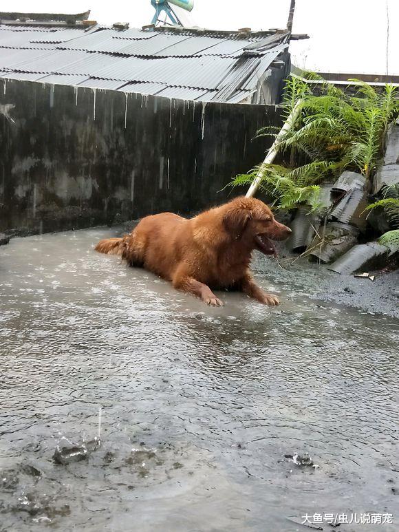 金毛把自己给变成了“狗肉汤”，想喝的赶紧来，过时不候