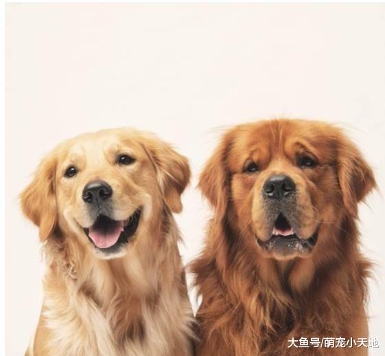 妈吃咸酥鸡见狗影！阿金姐弟钻门缝嘴边肉溢出，用渴望眼神紧盯