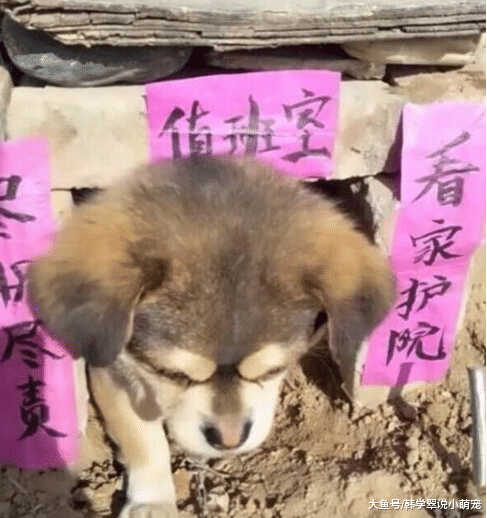 回家途中路过一狗窝，看到上面的几行字后，路人忍不住拍照狂笑