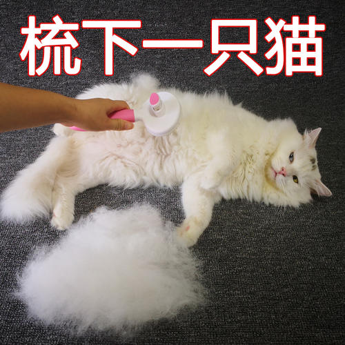 猫：铲屎的，你不能因为我掉毛就剃光光，自卑了自卑了