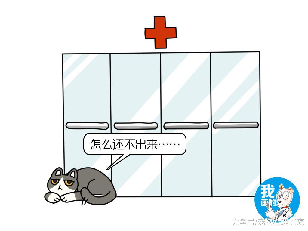 辟谣：“狗是忠臣，猫是奸臣”？可别再对猫咪强行抹黑了