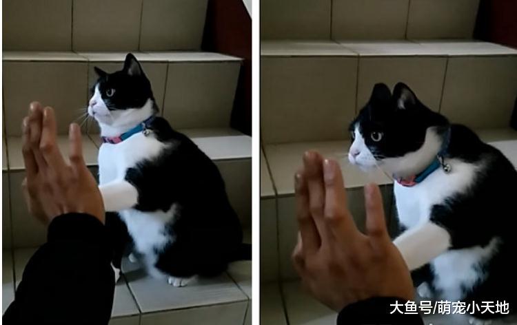 舅舅过世留下猫，她带回家1年后养胖，终于信任家人开始互动