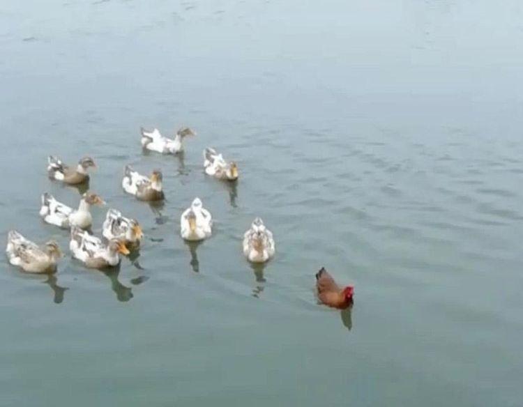 主人把一枚雞蛋放在鴨子窩里，不久她家就有只和鴨子一起游泳的雞