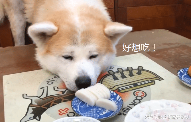 秋田犬已经9岁了，却像“忍者”一样，结果让主人防不胜防