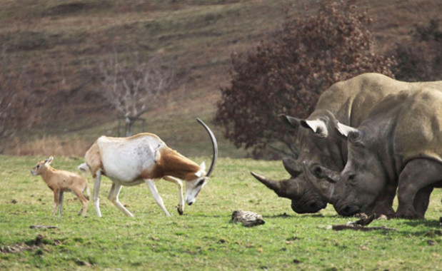 犀牛发狂冲向羚羊母子，游客不忍看，故事的结局被暖哭