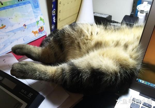 猫咪一睁眼就找主人，抱手露腿无所不用，工作有我重要吗？