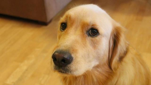 我那么喜欢狗狗，为什么还会被咬？互动的方式错误别怪狗狗咬人