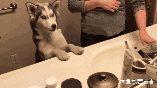 主人养了只二哈，没想到哈士奇刷牙的反应，也能让主人哈哈大笑