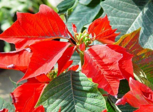 家里万万不能养这4种花，别看它鲜艳漂亮，却带有一定的“毒性”