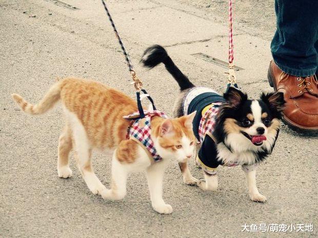 由我来照顾你！温柔吉娃娃将小猫收编后，却有了意想不到的转变？