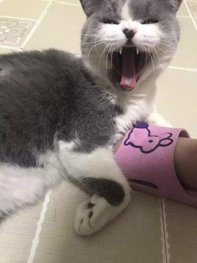 别看有些猫表面呆萌，其实背地里是这个样子的......