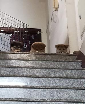 出门散步没有带上它们，三只幼犬暗中观察，用眼神表达自己的委屈