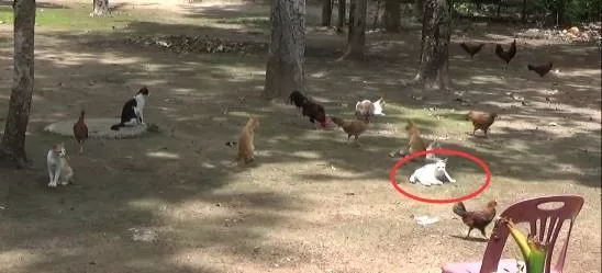 画面有点污，泰国一只奶牛猫，逮住寺院住持，狂吸他的奶！