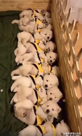 11只穿蜜蜂衣的狗狗腿開開睡午覺，聽老師喊起床后波浪式彈起