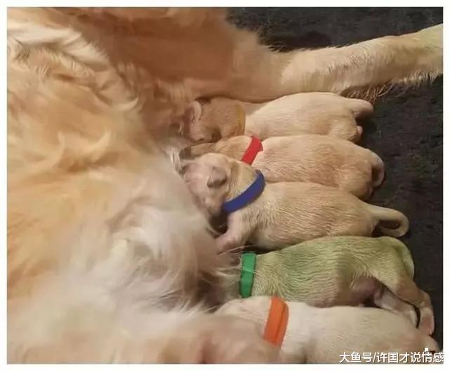 金毛生下一窝小奶狗，出现罕见的“抹茶色”，网友：被绿了！