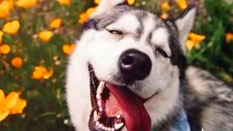 狗狗变心的五个信号，希望你家没有