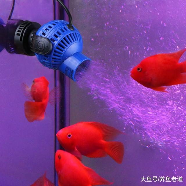 地图鱼也能得上气泡病这又是为什么呢，原因到底在哪？