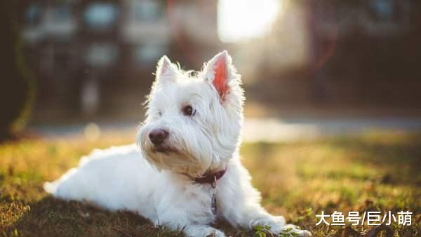 狗狗的社会化训练，不仅仅遛狗交朋友就行，主人要注意这4点