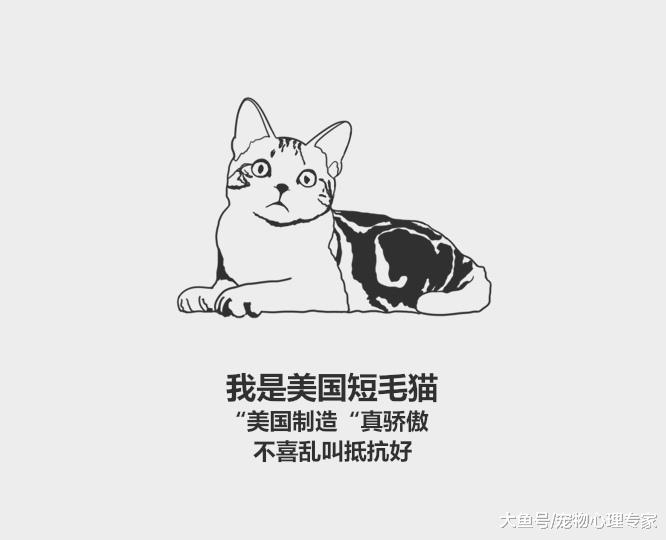 59秒冷盘点：猫咪智商高8大排名都有谁？看看你家上榜没？