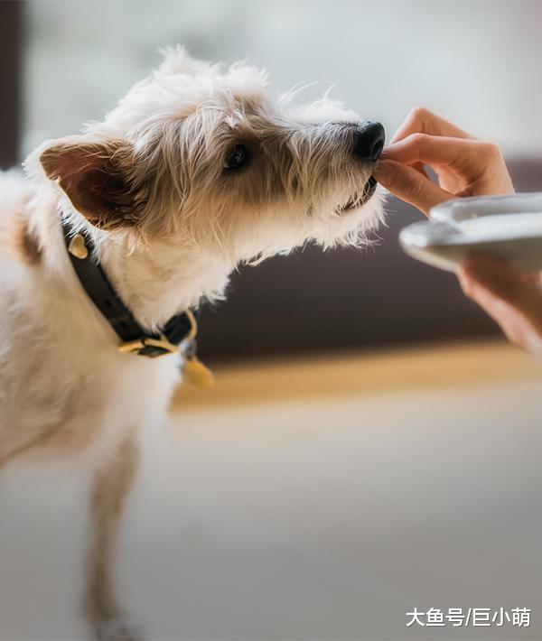 狗狗能吃海鲜吗？可以吃一点鱼，但虾蟹的营养过高不要吃太多