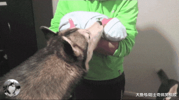 女主人带宝宝回家，结果二哈有点懵了，花了多少钱买的？