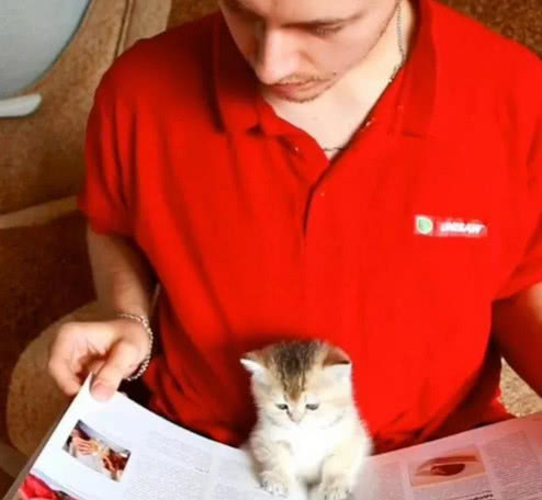 猫咪黏人有一套，化身液体书签，誓跟主人手里的书争宠到底